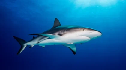 Worried About Sharks on French Beaches This Summer?