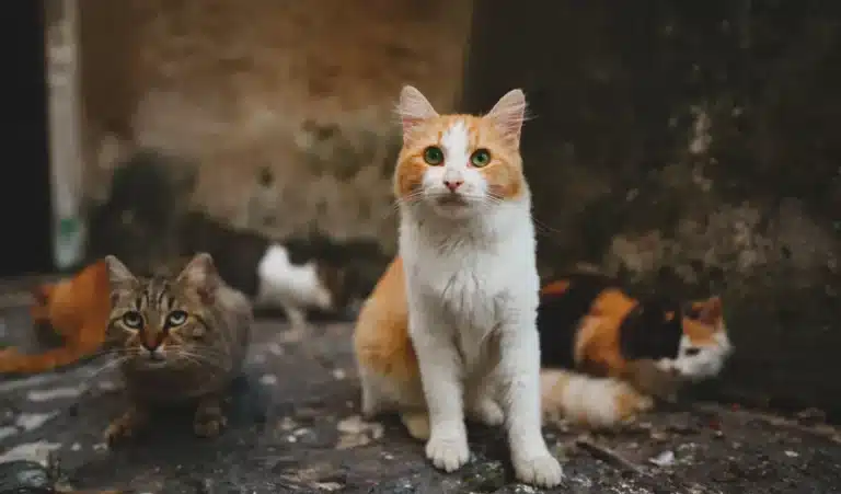 Five cats were taken to an island due to a mouse invasion and 77 years later, they uncovered a disaster